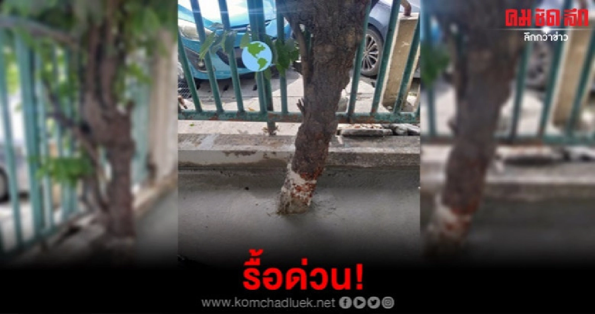 กทม.รับทราบ สั่งรื้อด่วนปูนทับต้นไม้