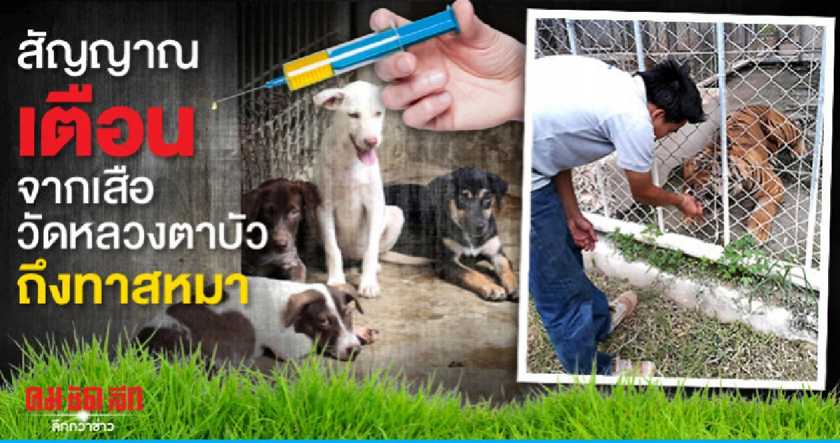 ไข้หัดสุนัข...สัญญาณเตือนจากเสือวัดหลวงตาบัวถึงทาสหมา