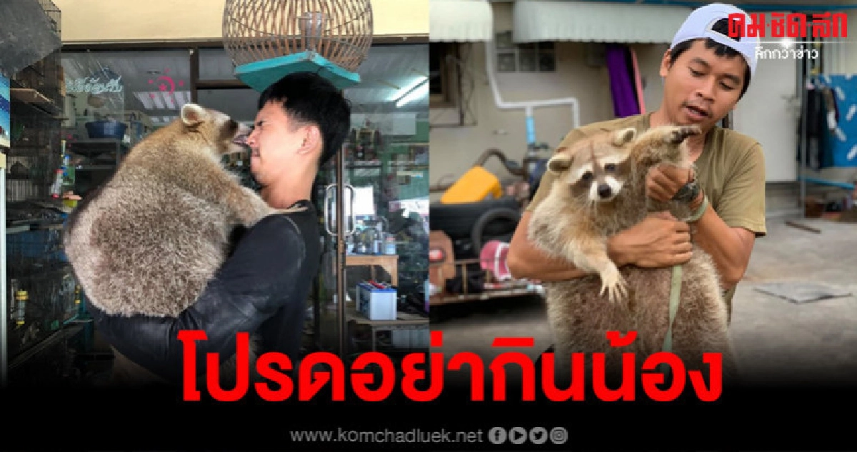 'เจ้าบ๊อบ' แรคคูนตัวอ้วนขวัญใจชาวเน็ตชั่วข้ามคืน 'เจ้าบ๊อบ' แรคคูนตัวอ้วนขวัญใจชาวเน็ตชั่วข้ามคืน