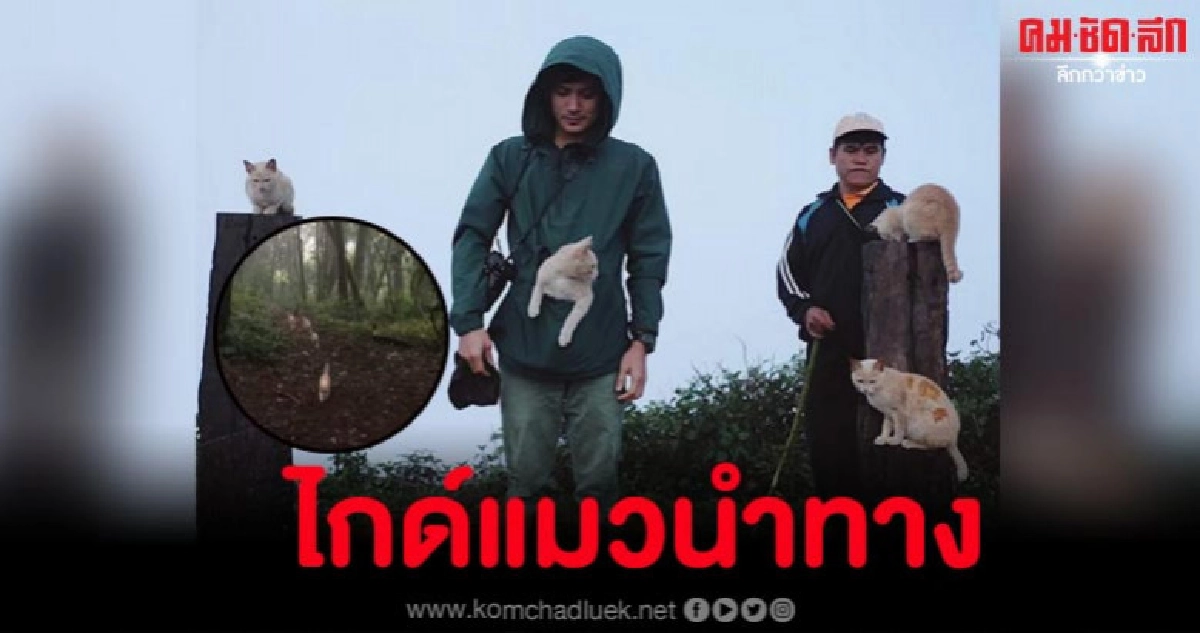 น่ารักมาก.. ขบวนเจ้าเหมียว ไกด์นำทางหนุ่มเดินขึ้นดอยห่มปก น่ารักมาก.. ขบวนเจ้าเหมียว ไกด์นำทางหนุ่มเดินขึ้นดอยห่มปก