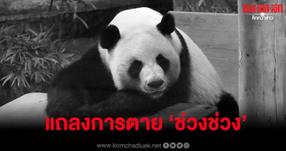 สวนสัตว์เชียงใหม่แถลงฯ การตายของแพนด้า 'ช่วงช่วง'