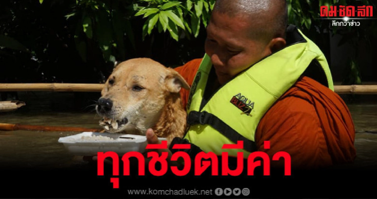 แห่แชร์ภาพพระสงฆ์ลุยน้ำท่วมสูงเท่าอกป้อนข้าวเจ้าตูบ แห่แชร์ภาพพระสงฆ์ลุยน้ำท่วมสูงเท่าอกป้อนข้าวเจ้าตูบ