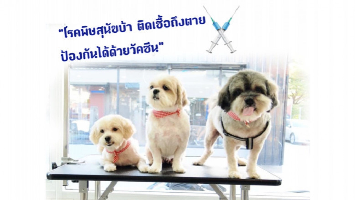 28 ก.ย.วันป้องกันโรคพิษสุนัขบ้าโลก 2019 28 ก.ย.วันป้องกันโรคพิษสุนัขบ้าโลก 2019