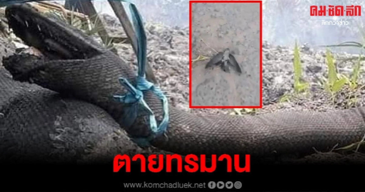 ซากหลามยักษ์ 10 เมตรไหม้เป็นตอตะโกเซ่นไฟป่าอินโดนีเซีย 