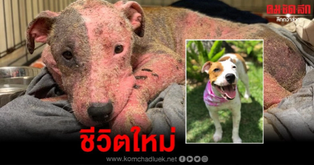 โฉมใหม่อดีตน้องหมาหลังช่วยมาจากถูกฝังทั้งเป็นบนชายหาด