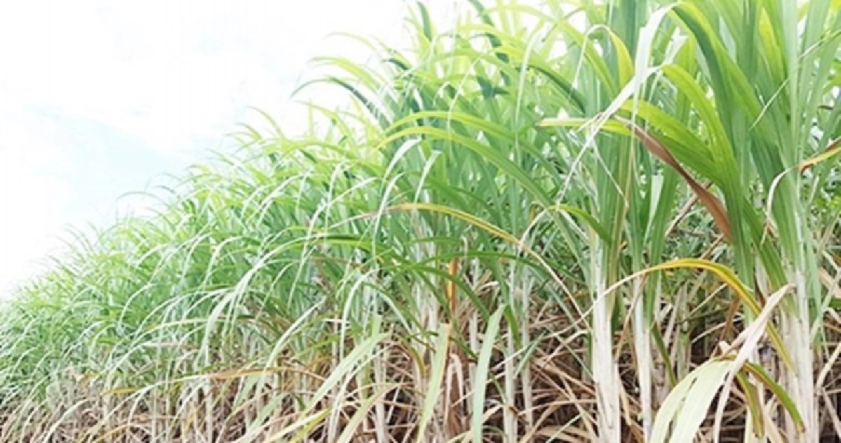 มนัญญา เร่งเคลียร์เอกสารนำเข้าเคมี