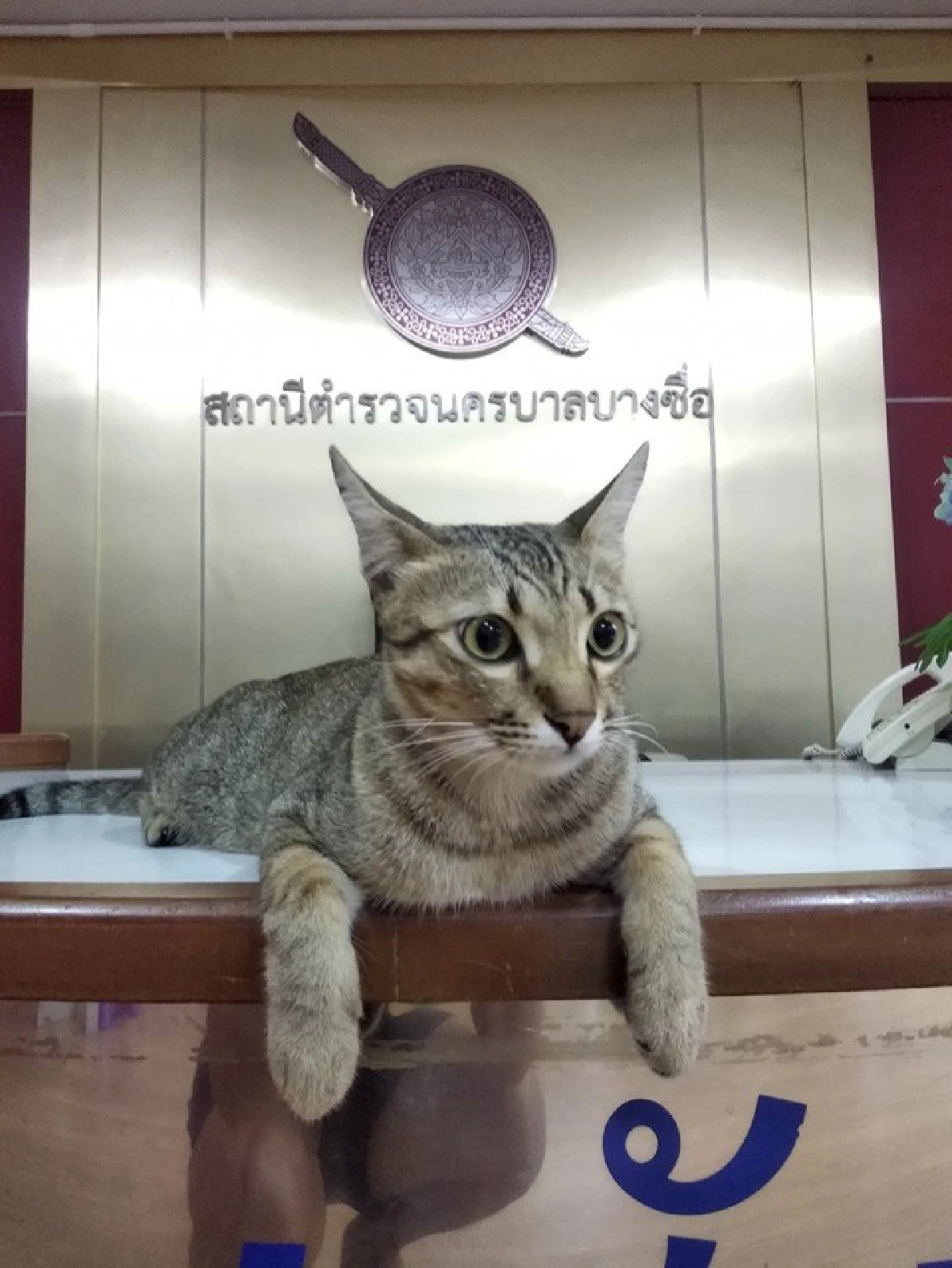 ทาสแมวใจละลาย นุ้งมณี พีอาร์ สน.บางซื่อ