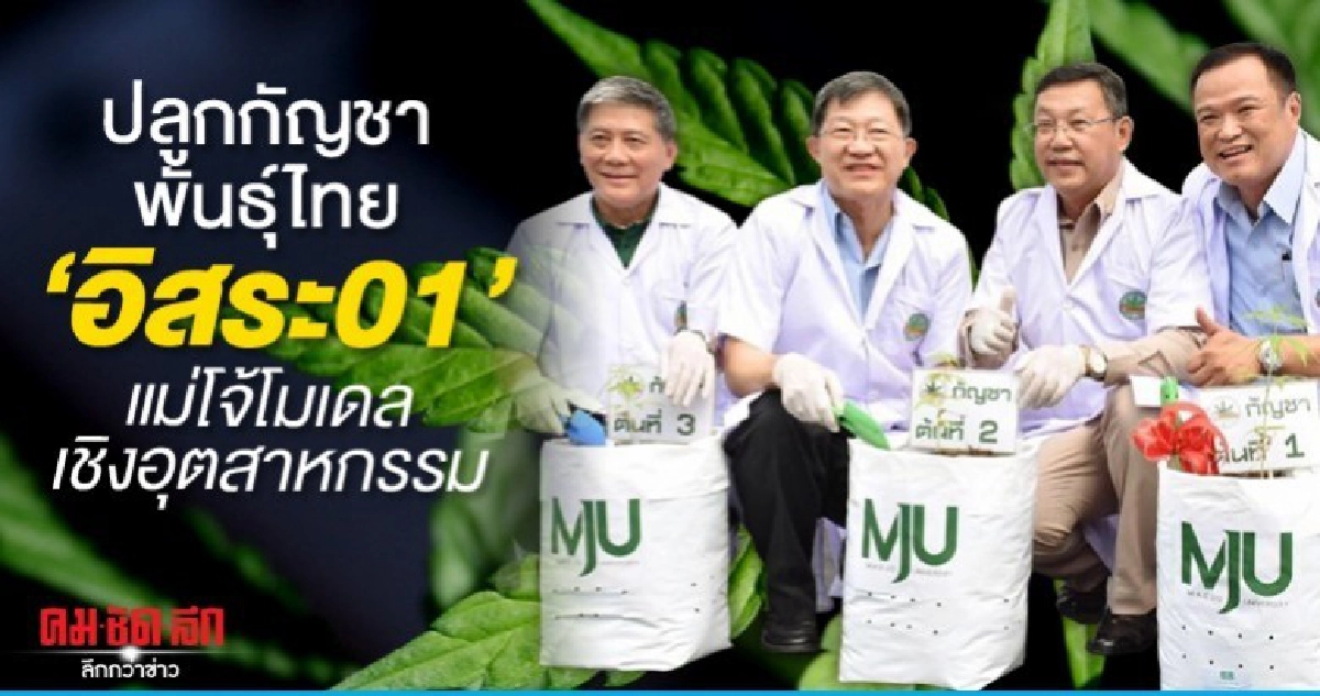 ปลูกกัญชาพันธุ์ไทย อิสระ01 แม่โจ้โมเดลเชิงอุตสาหกรรม