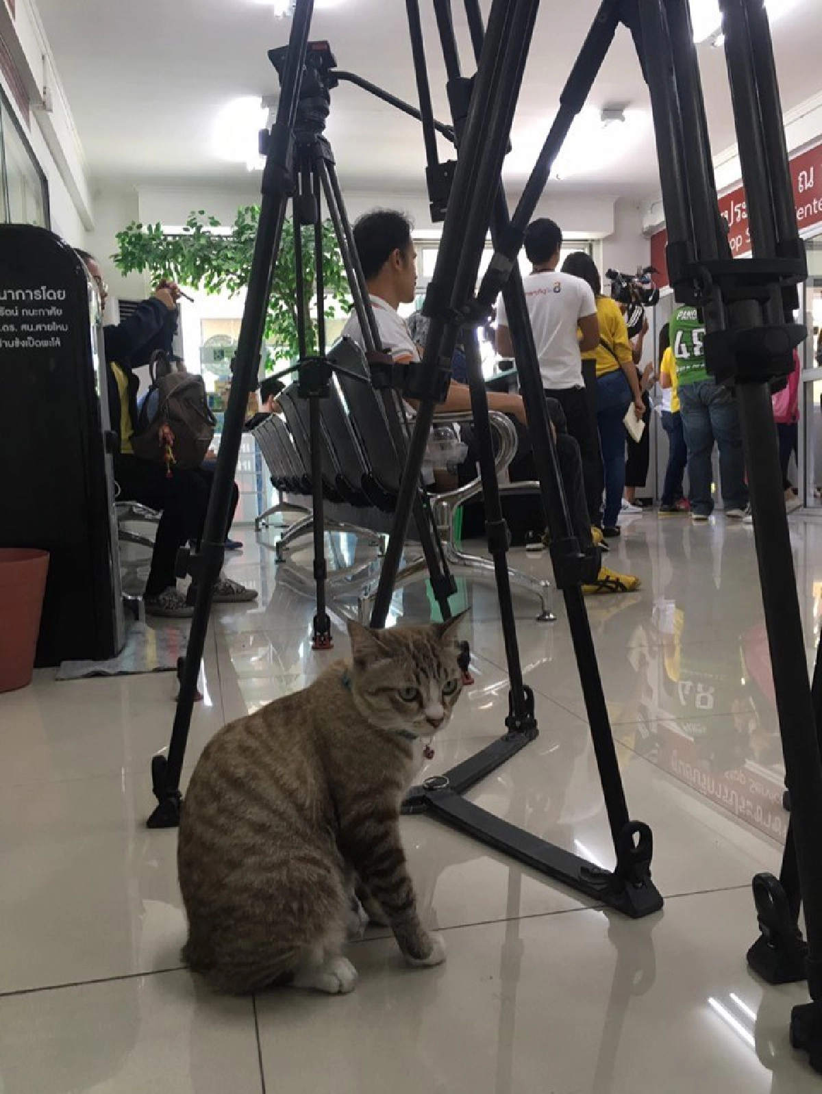 ทาสแมวใจละลาย นุ้งมณี พีอาร์ สน.บางซื่อ