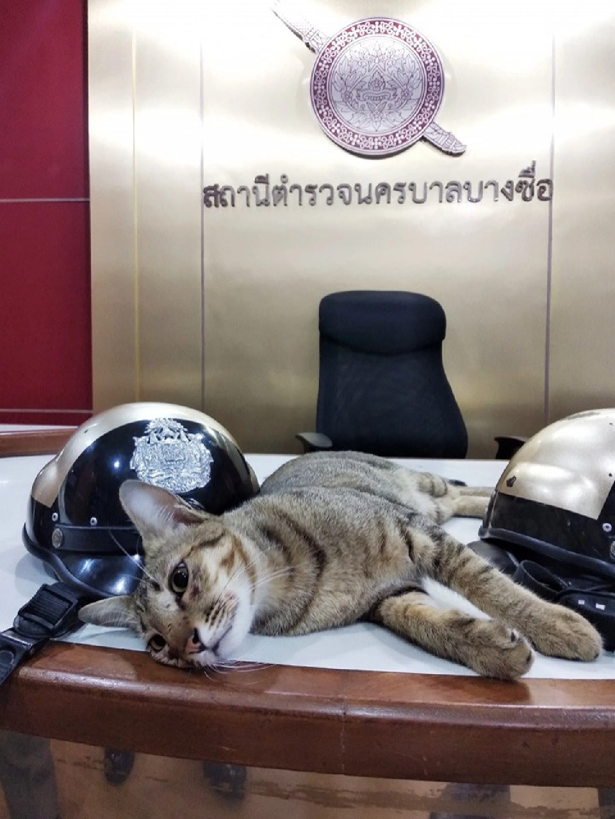 ทาสแมวใจละลาย นุ้งมณี พีอาร์ สน.บางซื่อ
