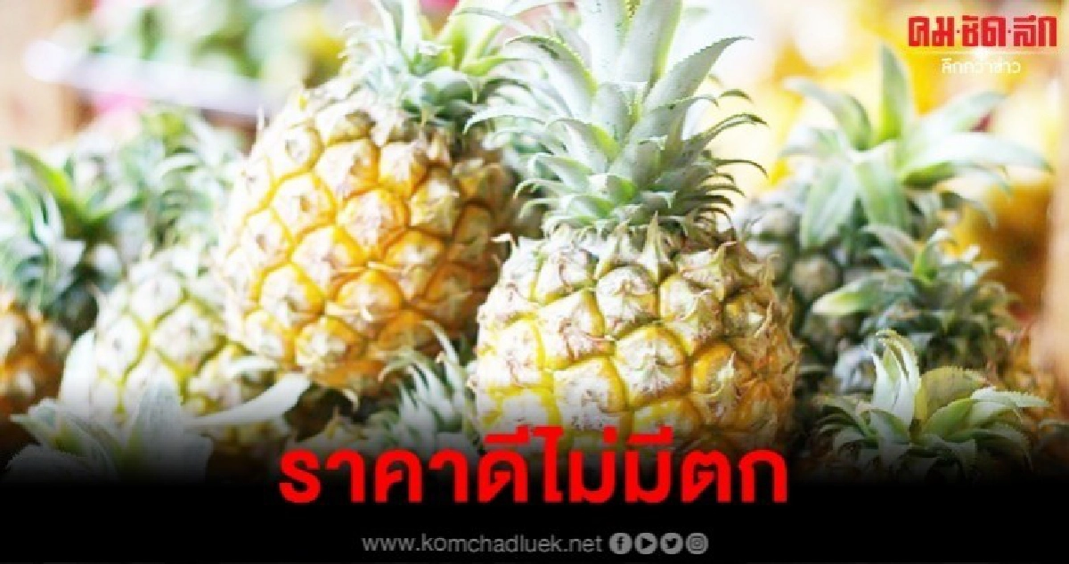 แนะปลูกสับปะรดแนวโน้มราคาดี
