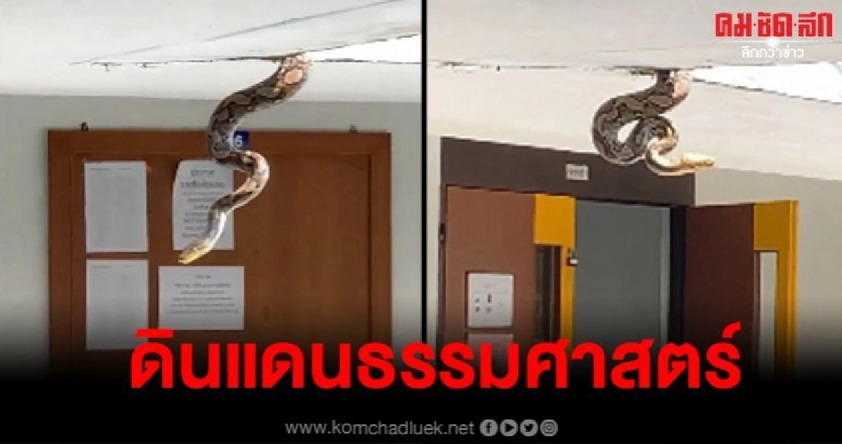 นศ.แตกตื่น งูเหลือมตัวใหญ่ห้อยตัวลงมากลางอาคารเรียน นศ.แตกตื่น งูเหลือมตัวใหญ่ห้อยตัวลงมากลางอาคารเรียน