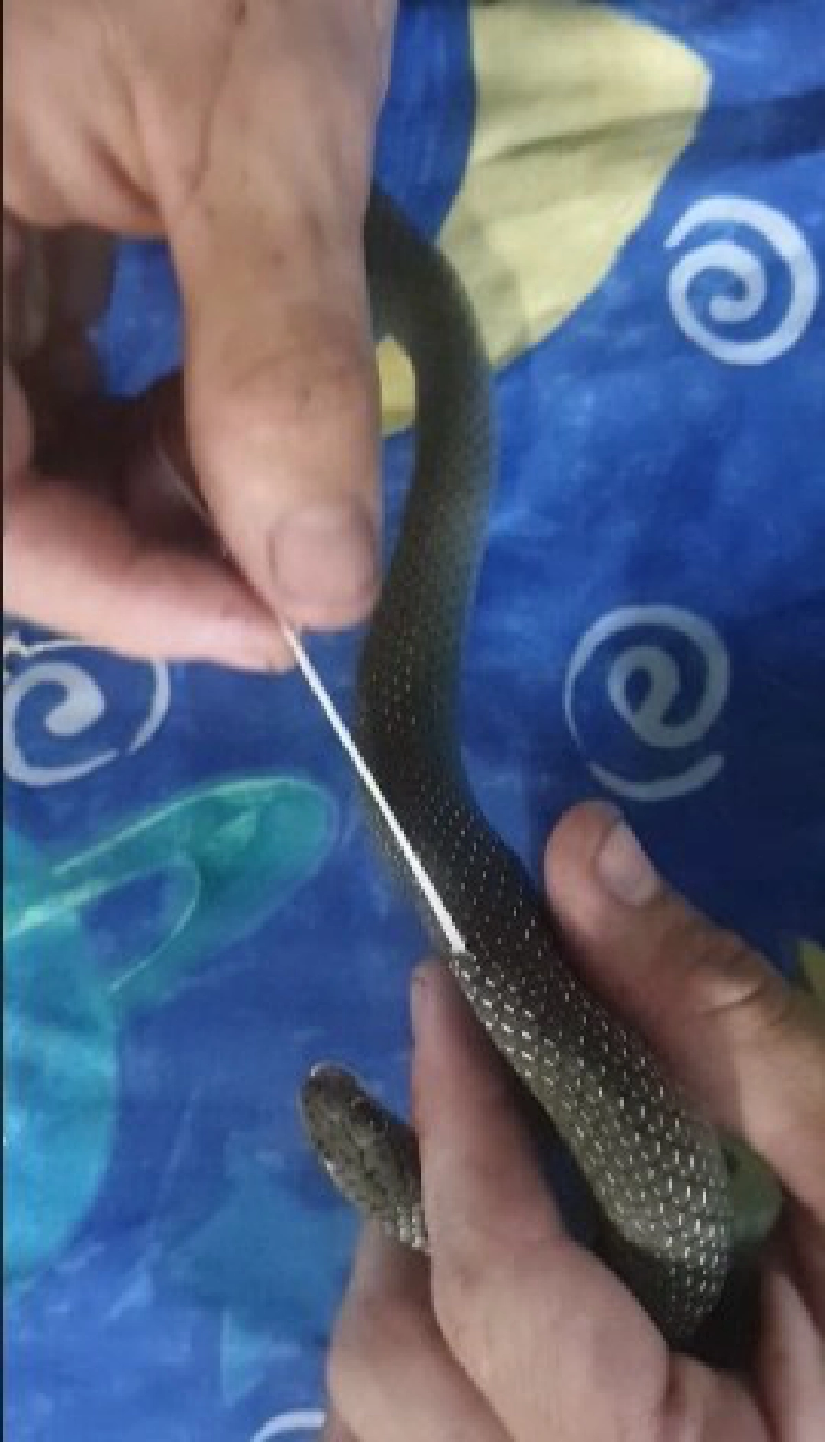 คลิปไขข้อสงสัยปุ่มขาวบนผิวหนังงู 