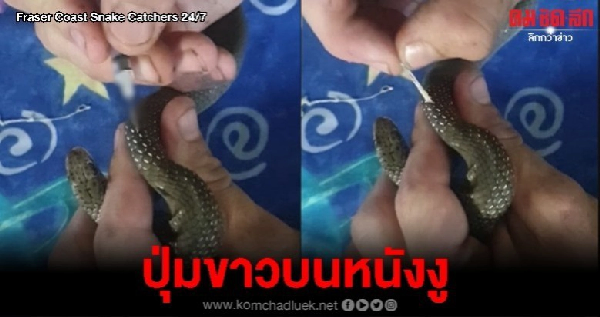 คลิปไขข้อสงสัยปุ่มขาวบนผิวหนังงู คลิปไขข้อสงสัยปุ่มขาวบนผิวหนังงู
