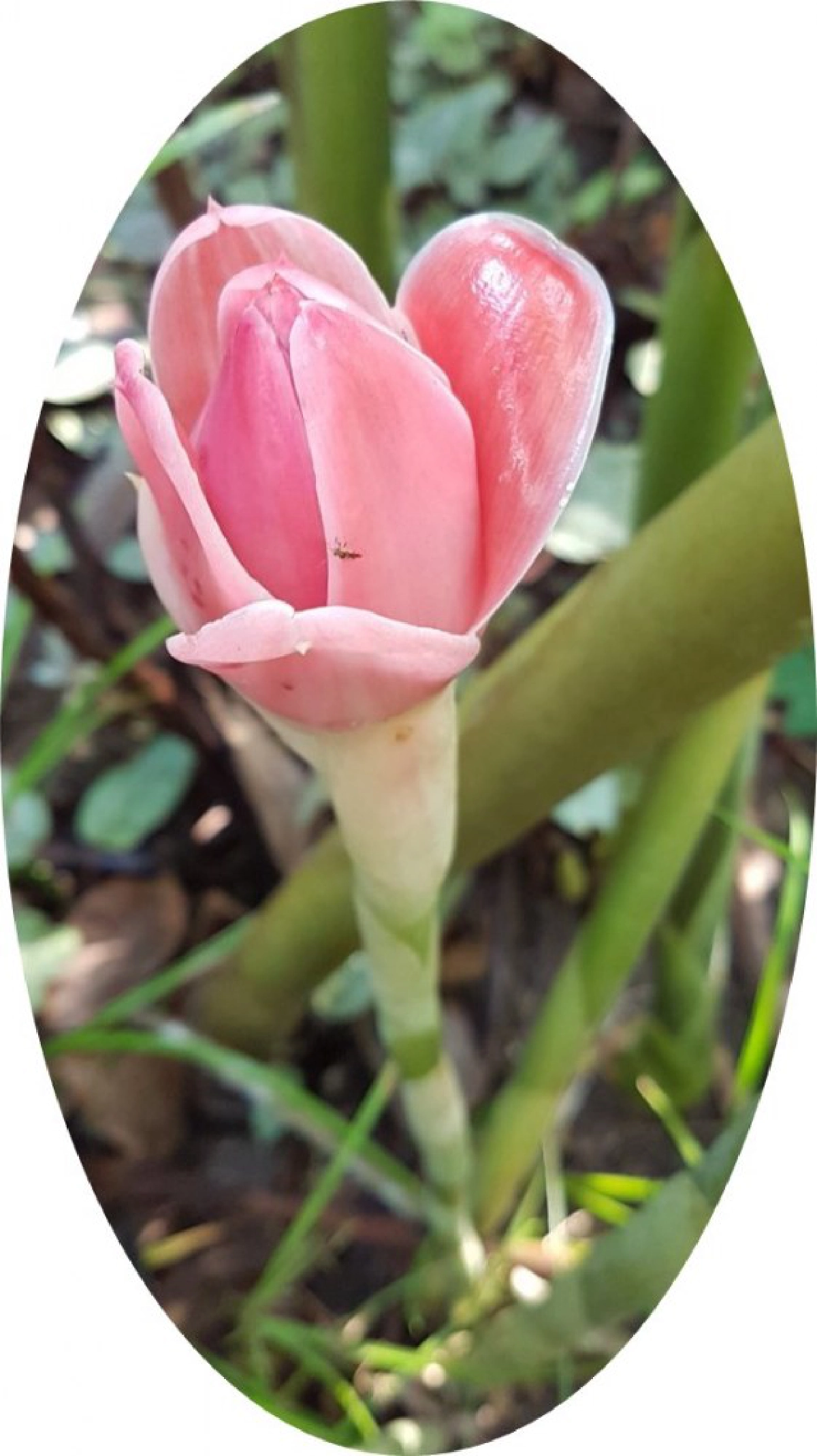 จากคนที่เขาว่าบ้าสู่ ป่าร่วมยาง เจ้าของต้นแบบอาหารปลอดภัย