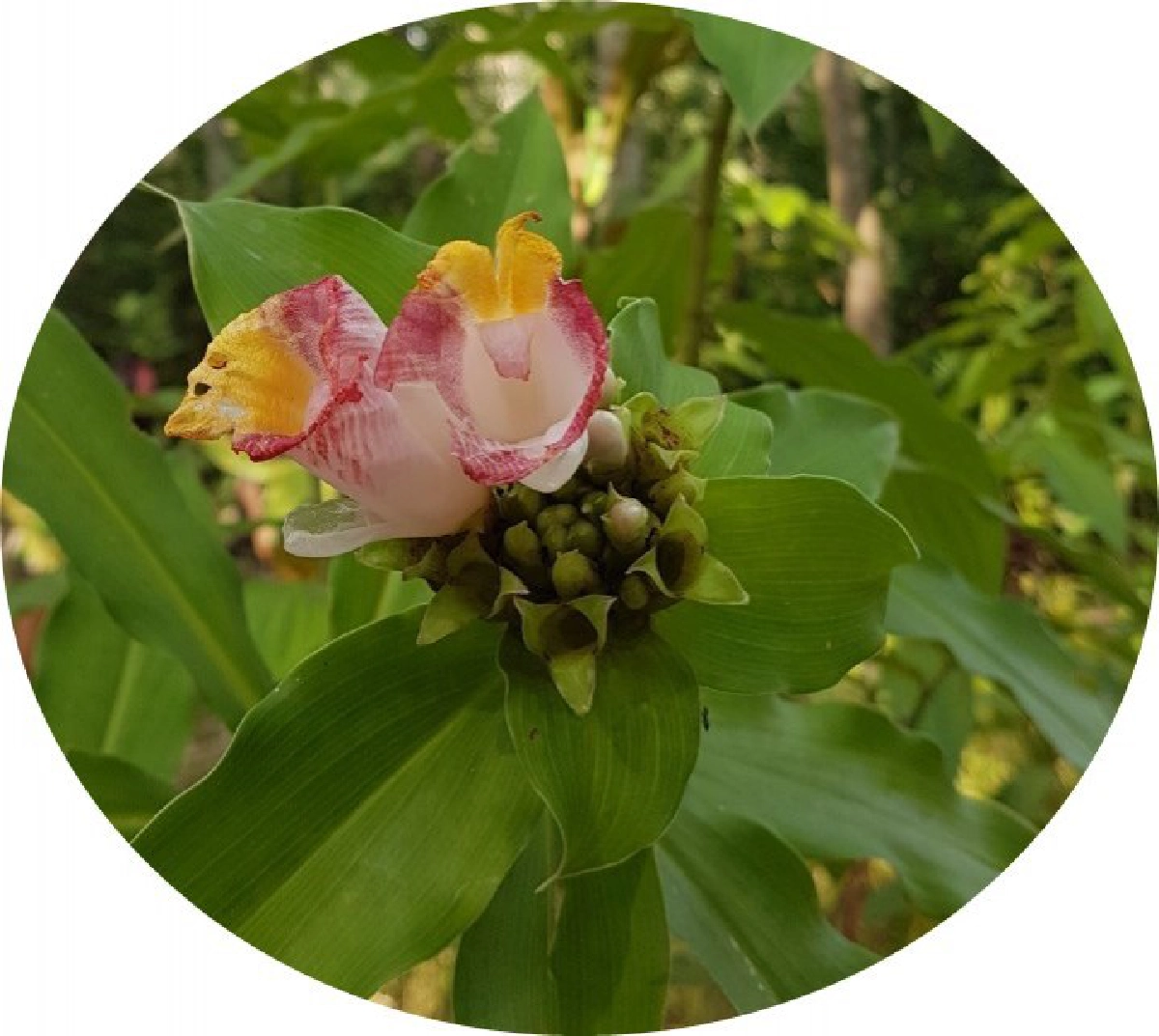 จากคนที่เขาว่าบ้าสู่ ป่าร่วมยาง เจ้าของต้นแบบอาหารปลอดภัย