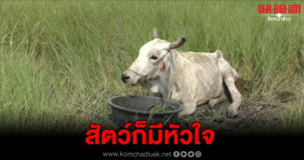 แม่วัวสุดช้ำ พลัดตกบ่อโคนนาน 2 วัน แม่วัวสุดช้ำ พลัดตกบ่อโคนนาน 2 วัน