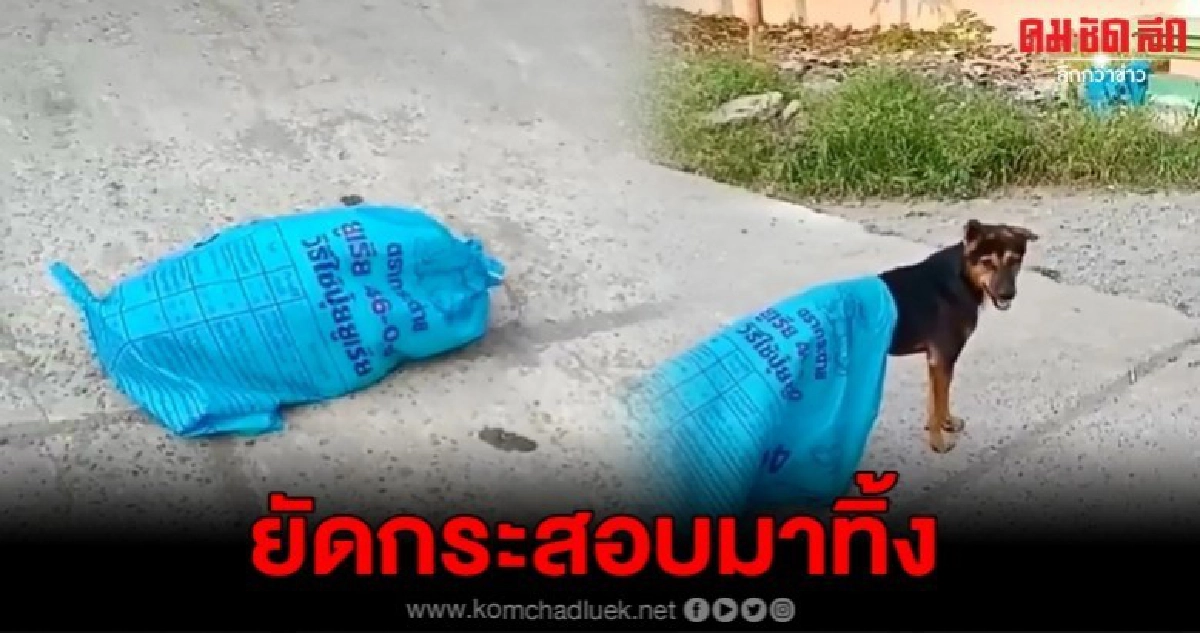 สาวเจอสุนัข ถูกยัดใส่กระสอบ มาโยนทิ้งกลางถนน สาวเจอสุนัข ถูกยัดใส่กระสอบ มาโยนทิ้งกลางถนน