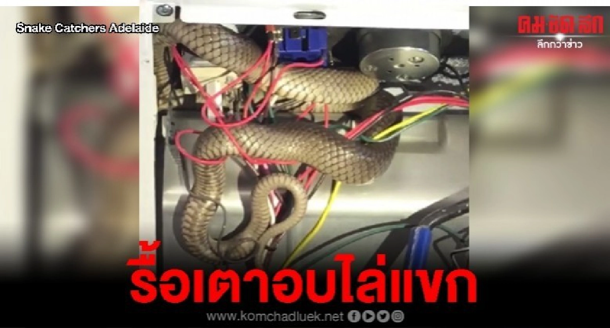 เจ้าของบ้านผงะงูเลื้อยหนีเข้าเตาอบ-เจอพันสายไฟยุ่งไปหมด เจ้าของบ้านผงะงูเลื้อยหนีเข้าเตาอบ-เจอพันสายไฟยุ่งไปหมด