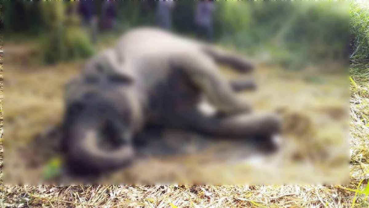 พบซากช้างป่าละอู เสียชีวิตในแปลงหญ้า นอกเขตอุทยานแก่งกระจาน