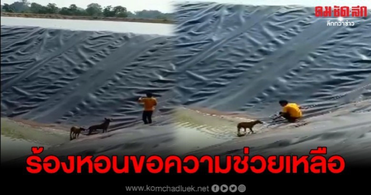 ชาวบ้านพบหมาตกบ่อ ร้องหอนขึ้นมาไม่ได้ โร่แจ้งกู้ภัยช่วยเหลือ