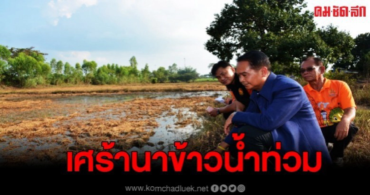 ผู้ว่าเศร้า หลังเห็นชัดคาตา ข้าวกว่า 7 หมื่นไร่ ผู้ว่าเศร้า หลังเห็นชัดคาตา ข้าวกว่า 7 หมื่นไร่