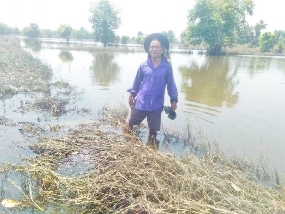 หลังน้ำลดปีนี้ขอให้มีข้าวกินเสียงสะท้อนชาวนาลุ่มน้ำชี