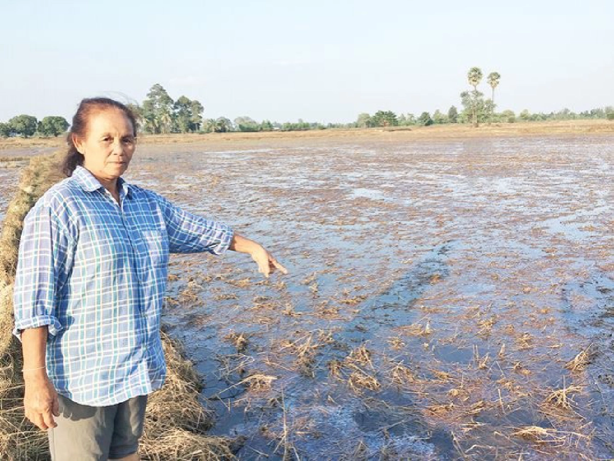 หลังน้ำลดปีนี้ขอให้มีข้าวกินเสียงสะท้อนชาวนาลุ่มน้ำชี
