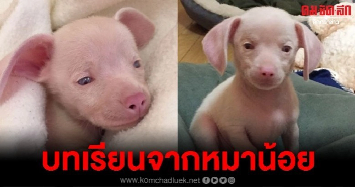 พิกเล็ต จากลูกหมาไม่สมประกอบกลายเป็นสื่อการสอนเด็กในรร. 