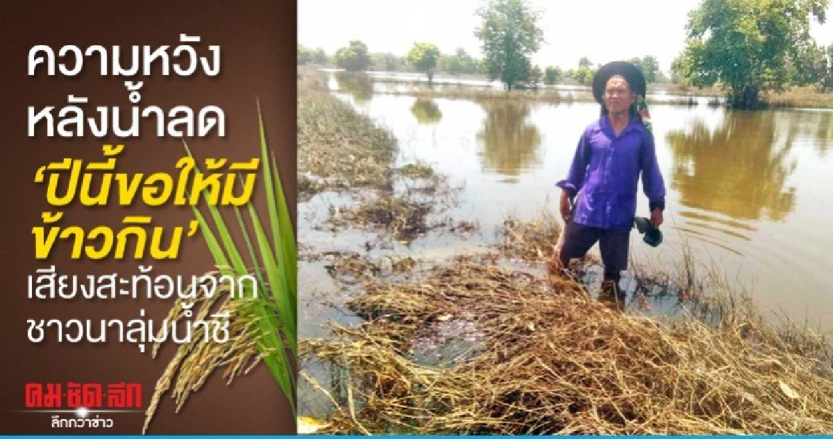 หลังน้ำลดปีนี้ขอให้มีข้าวกินเสียงสะท้อนชาวนาลุ่มน้ำชี หลังน้ำลดปีนี้ขอให้มีข้าวกินเสียงสะท้อนชาวนาลุ่มน้ำชี