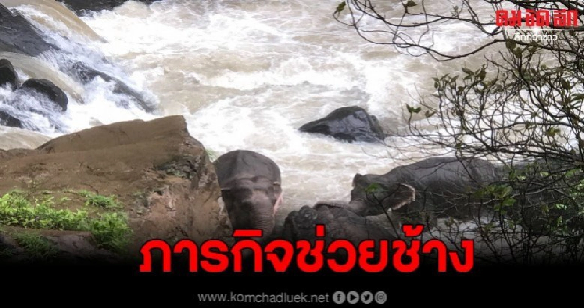 ภารกิจช่วยลช้างเขาใหญ่ตกเหวนรก ล่าสุดพลัดตกอยู่ในน้ำทั้งคู่