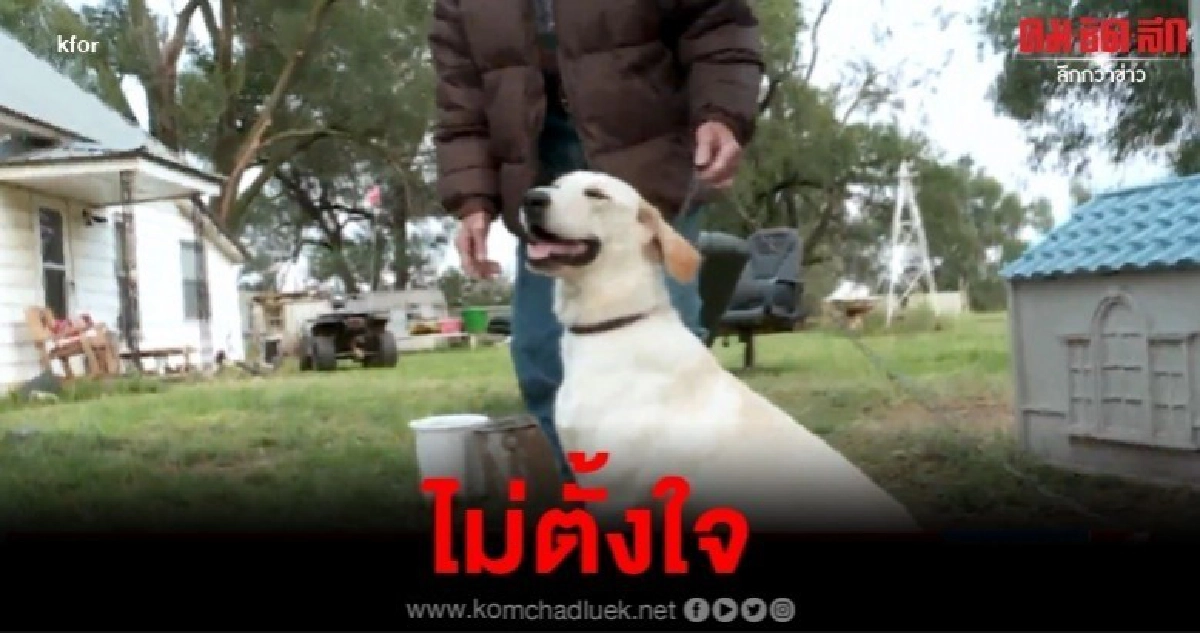 สตรีในสหรัฐถูกยิงหลังสุนัขทำปืนลั่นใส่ในรถ สตรีในสหรัฐถูกยิงหลังสุนัขทำปืนลั่นใส่ในรถ