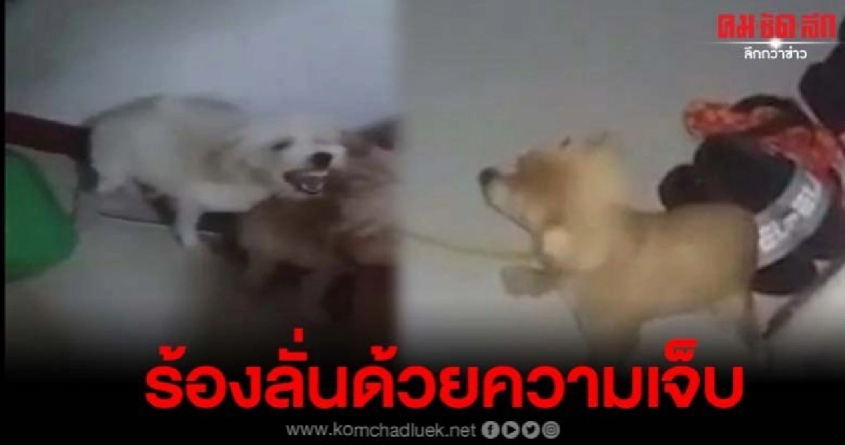 หญิงสาวทำร้ายสุนัขพุดเดิ้น2ตัว สะเทือนใจคนรักสัตว์ หญิงสาวทำร้ายสุนัขพุดเดิ้น2ตัว สะเทือนใจคนรักสัตว์