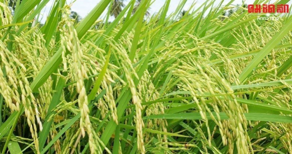 เร่งผลิตเมล็ดพันธุ์ข้าว 1 แสนตันแก้วิกฤติขาดแคลน