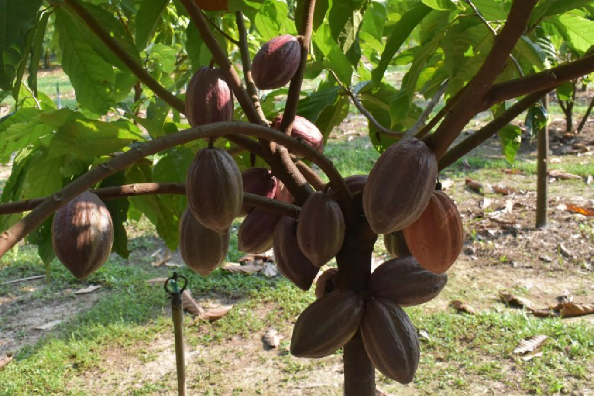 "ฟอร์ด เรนเจอร์"พันธุ์แกร่ง  เจาะลึกทุกงานเกษตรไทย