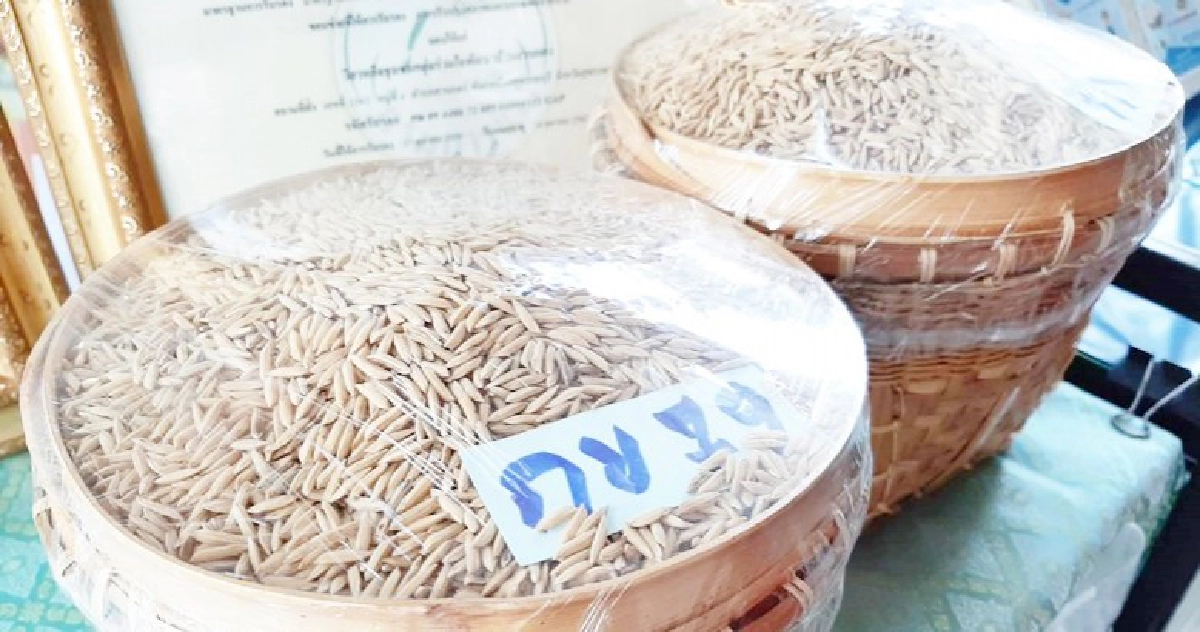 เร่งผลิตเมล็ดพันธุ์ข้าว 1 แสนตันแก้วิกฤติขาดแคลน