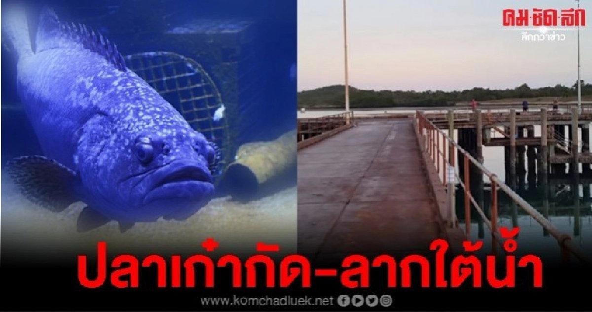 10 ขวบออสซี่หวิดดับปลาเก๋ายักษ์งับ-ลากลงใต้น้ำ 10 ขวบออสซี่หวิดดับปลาเก๋ายักษ์งับ-ลากลงใต้น้ำ