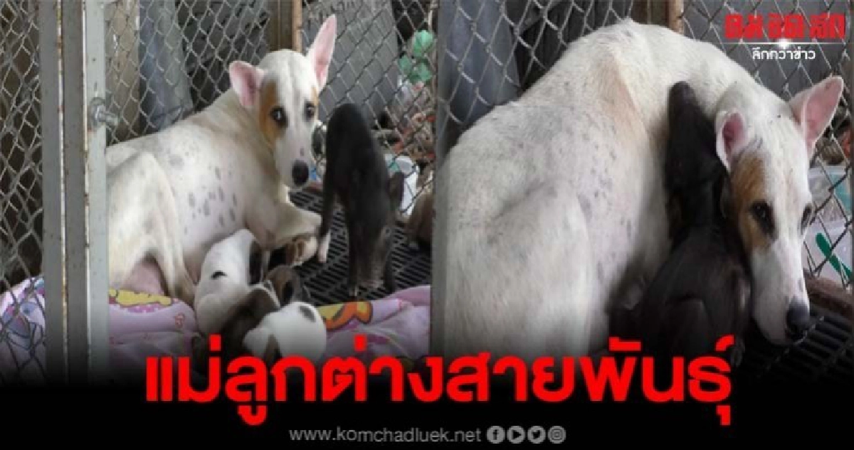 ภาพสุดซึ้งรักต่างสายพันธุ์ ลูกหมูป่าดูดนมแม่หมาอย่างน่ารัก ภาพสุดซึ้งรักต่างสายพันธุ์ ลูกหมูป่าดูดนมแม่หมาอย่างน่ารัก