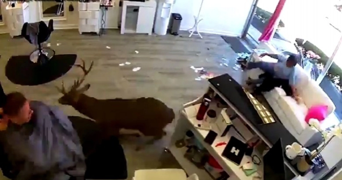 ช่างทำผม-ลูกค้าตะลึงกวางกระโจนทะลุกระจกเข้าร้าน  