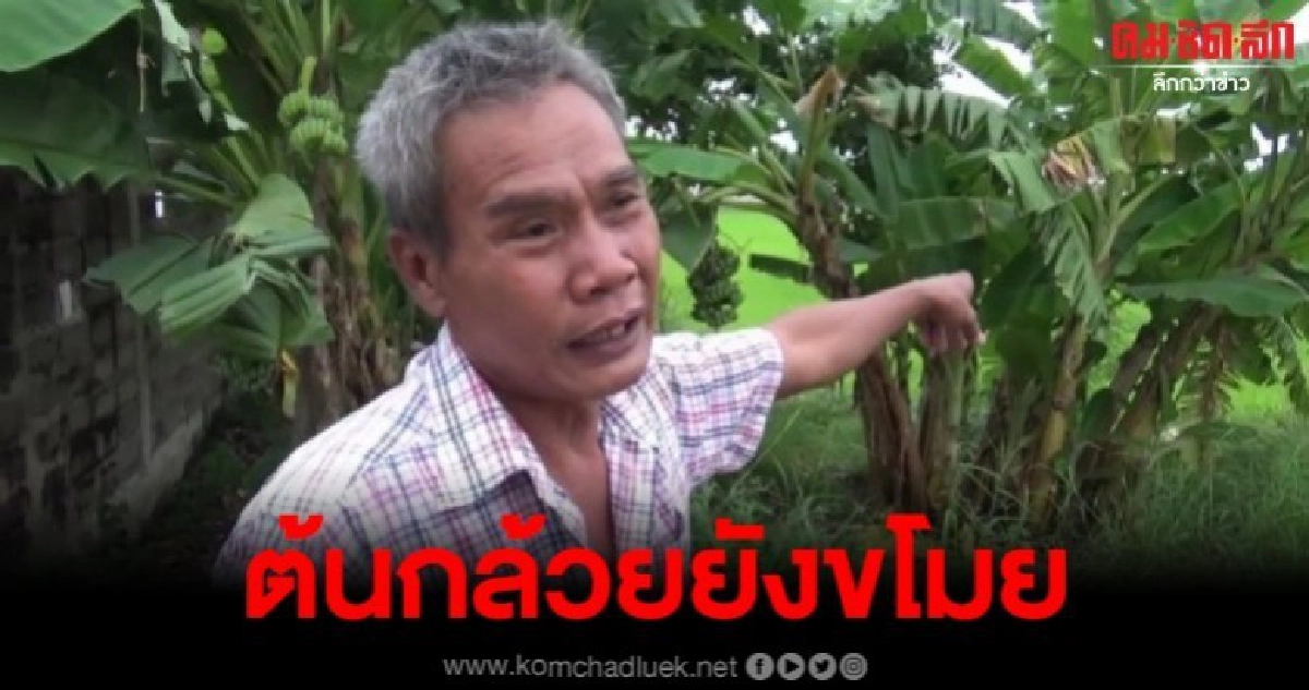 โจรออกอาละวาด ลักกล้วยตามริมถนนและคันคลองชลประทาน โจรออกอาละวาด ลักกล้วยตามริมถนนและคันคลองชลประทาน