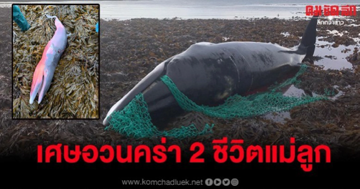 พบซากวาฬแม่ลูก อ.ธรณ์ ชี้ เรากำลังทำตัวยิ่งกว่าสัตว์ประหลาด