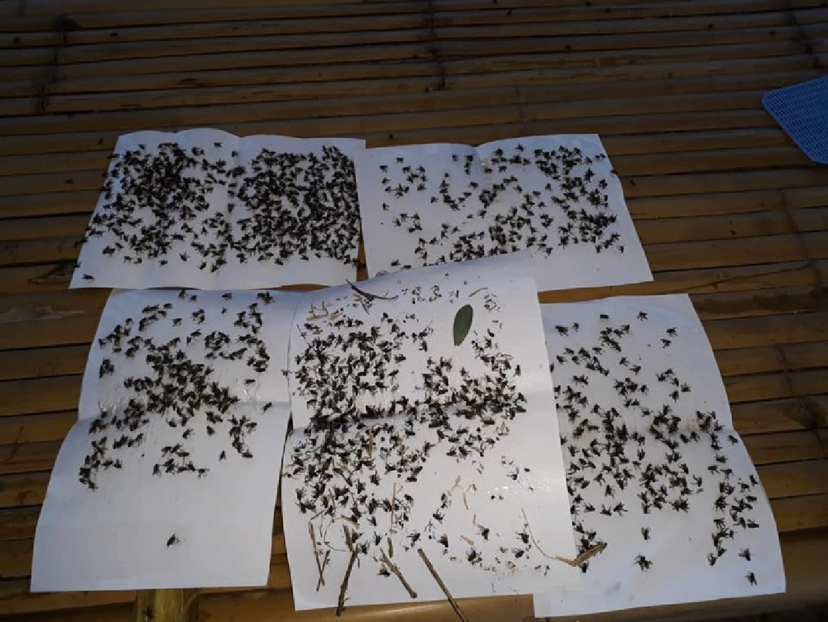 สาวสุดทน กองทัพแมลงวันบุกบ้าน ห้องน้ำ ห้องนอนเต็มไปหมด