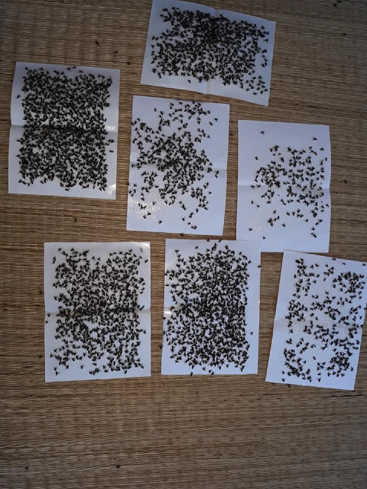 สาวสุดทน กองทัพแมลงวันบุกบ้าน ห้องน้ำ ห้องนอนเต็มไปหมด