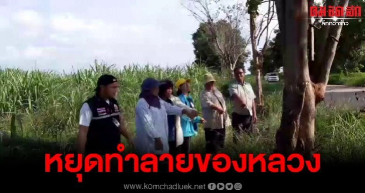อบต.โนนค่าวอนหยุดทำลายของหลวง หลังชาวบ้านแห่ต้นไม้ริมทาง อบต.โนนค่าวอนหยุดทำลายของหลวง หลังชาวบ้านแห่ต้นไม้ริมทาง