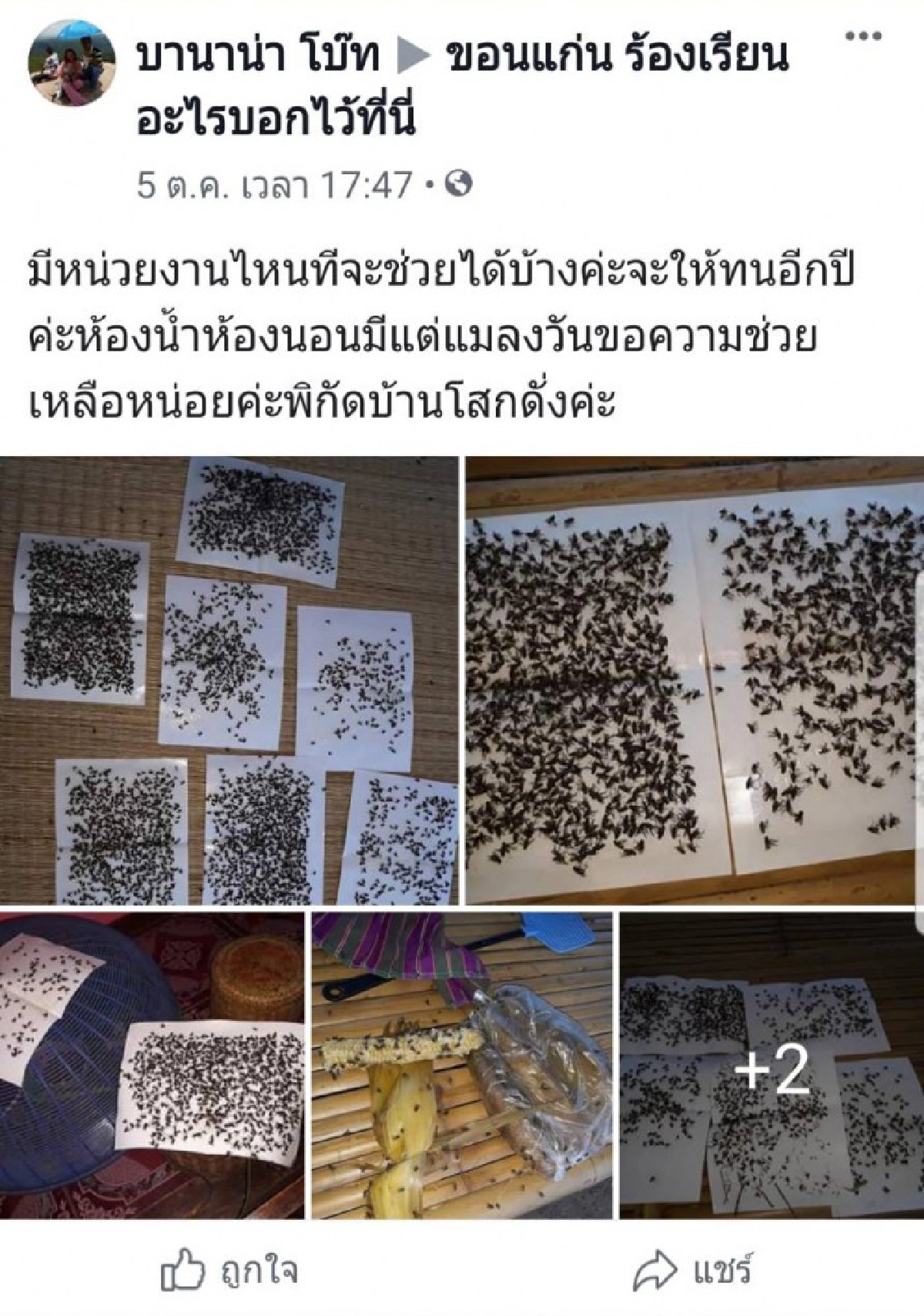 สาวสุดทน กองทัพแมลงวันบุกบ้าน ห้องน้ำ ห้องนอนเต็มไปหมด