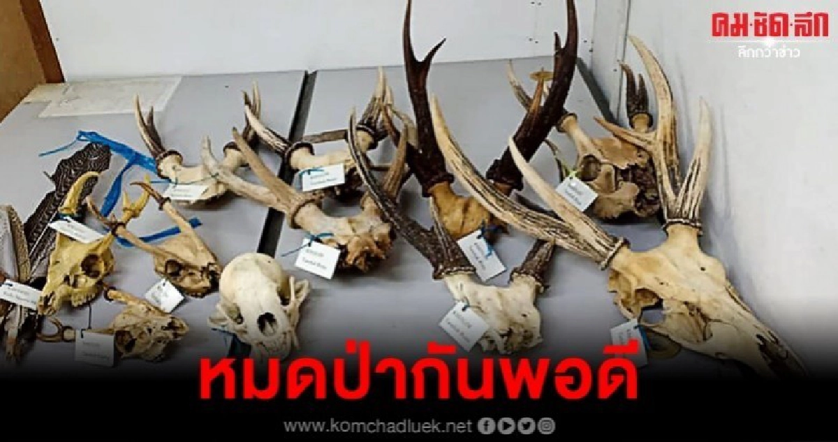 ยึดหัวนกเงือกครั้งใหญ่-ของเล่นใหม่คนรวยแดนมังกรแทนงาช้าง 