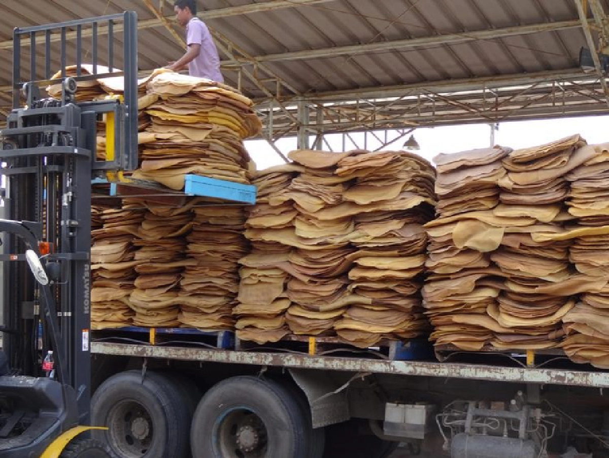 ผู้นำเข้าอินเดีย  เล็งซื้อยางสหกรณ์ฯ