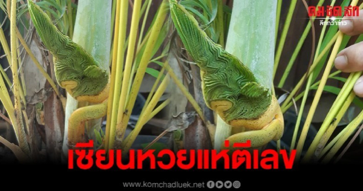 สาวโพสต์ ต้นไม้ที่บ้าน มีรูปร่างเหมือนพญานาค สาวโพสต์ ต้นไม้ที่บ้าน มีรูปร่างเหมือนพญานาค