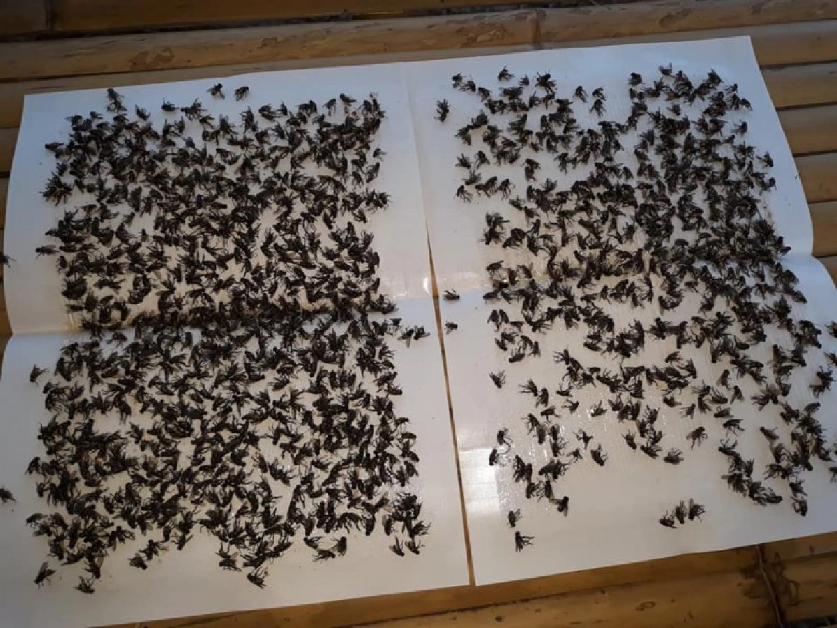 สาวสุดทน กองทัพแมลงวันบุกบ้าน ห้องน้ำ ห้องนอนเต็มไปหมด