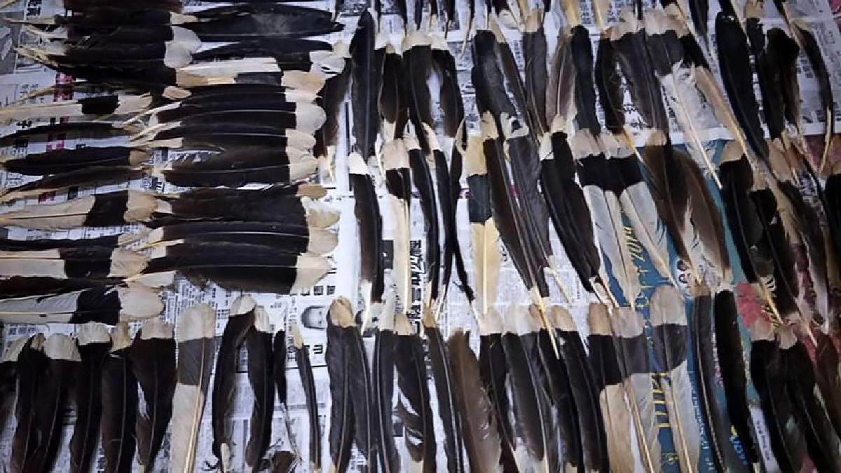 ยึดหัวนกเงือกครั้งใหญ่-ของเล่นใหม่คนรวยแดนมังกรแทนงาช้าง 